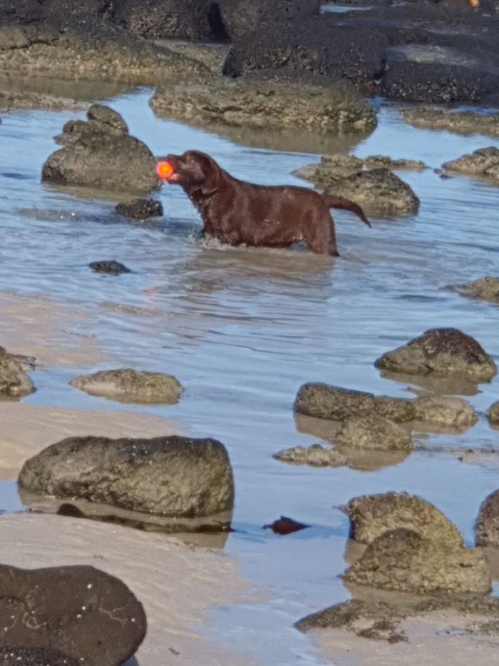 poppy at beach 2020