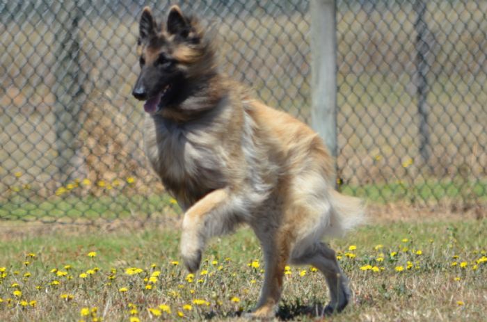 Dogs Enjoy Lure Course Fun Run in Melbourne