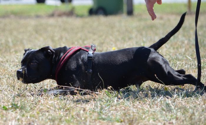 Dogs Enjoy Lure Course Fun Run in Melbourne