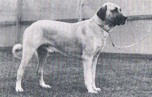 Anatolian Shepherd conformation