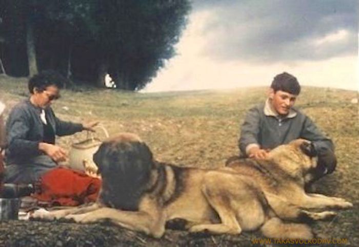 Anatolian or kangal in ankara