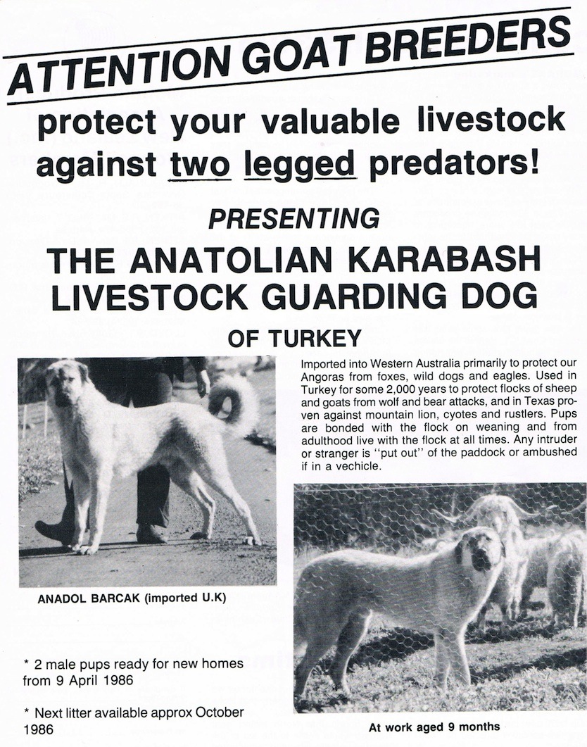 Anatolian puppy for sale livestock guardian dog