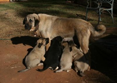 Kangal puppies Australia