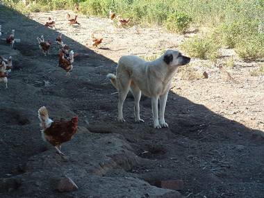 guard dog of chickens Anatolian Shepherd Australia