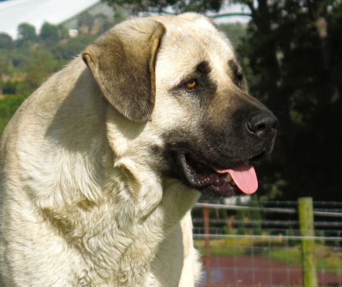 Anatolian Kangal Dog head profile Takas Dragon