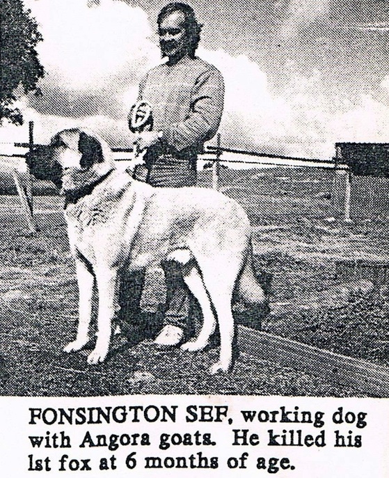Anatolian karabash tough working dog Australia
