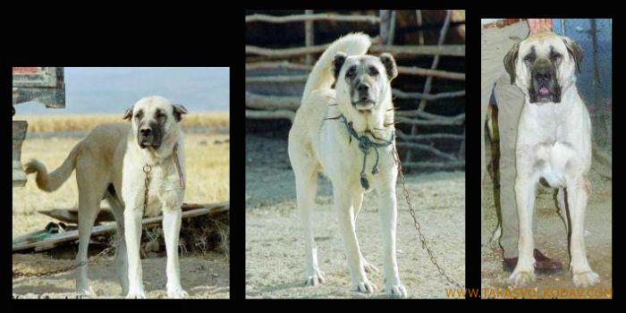 Kangal Vs Anatolian Vs Yoruk Vs Malak