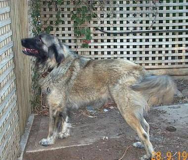 Kangal in Australia with a long coat
