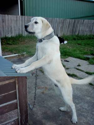 white kangal puppy in Australia