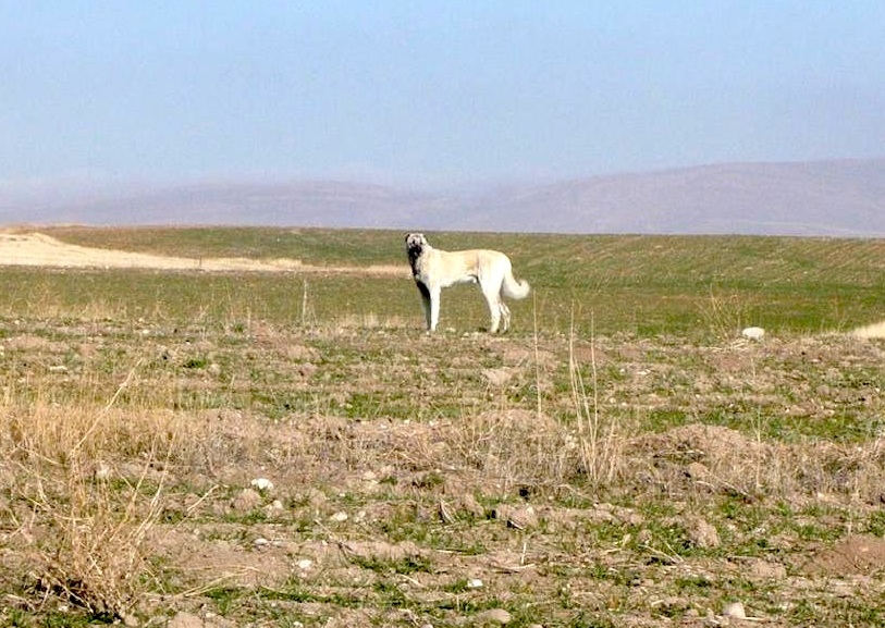 Kangal Dog in Sivas