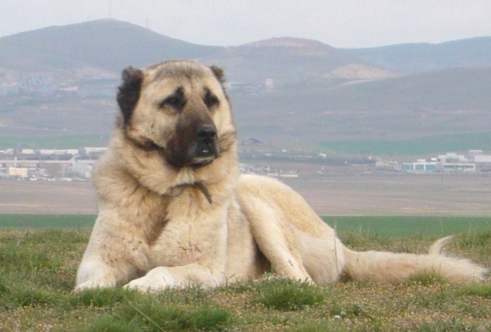 Anatolian Karabash Shepherd Dog Turkey