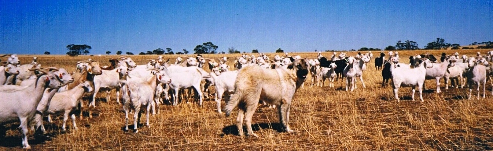 Anatolian Shepherd Dog with goats in outback Australia