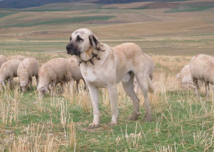 Anatolian Shepherd Dog Turkey native real