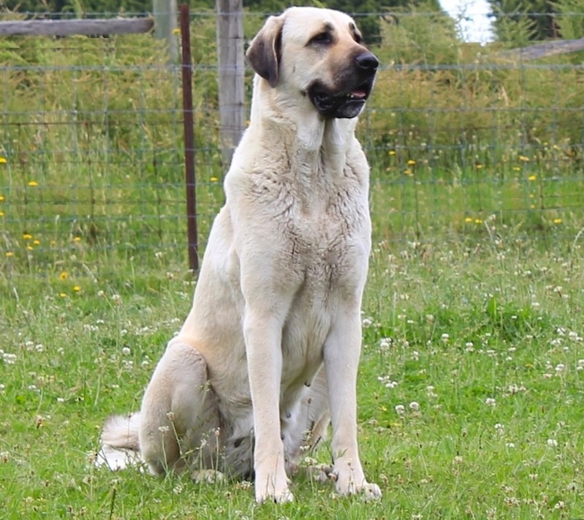 Anatolian Shepherd Dog sitting