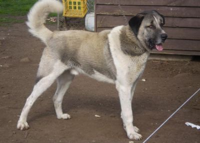 Kangal dog standing