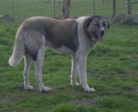 kangal dog australia