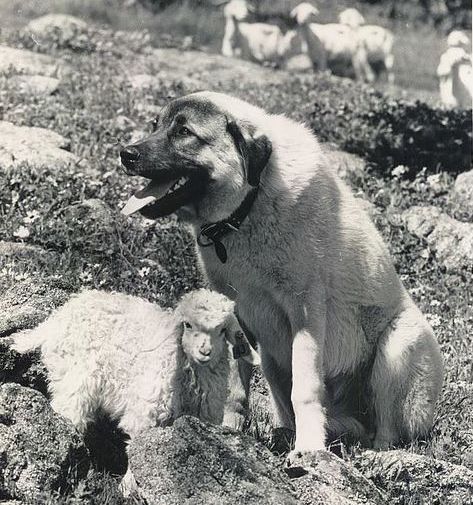 Historical Anatolian Karabash with sheep in Australia