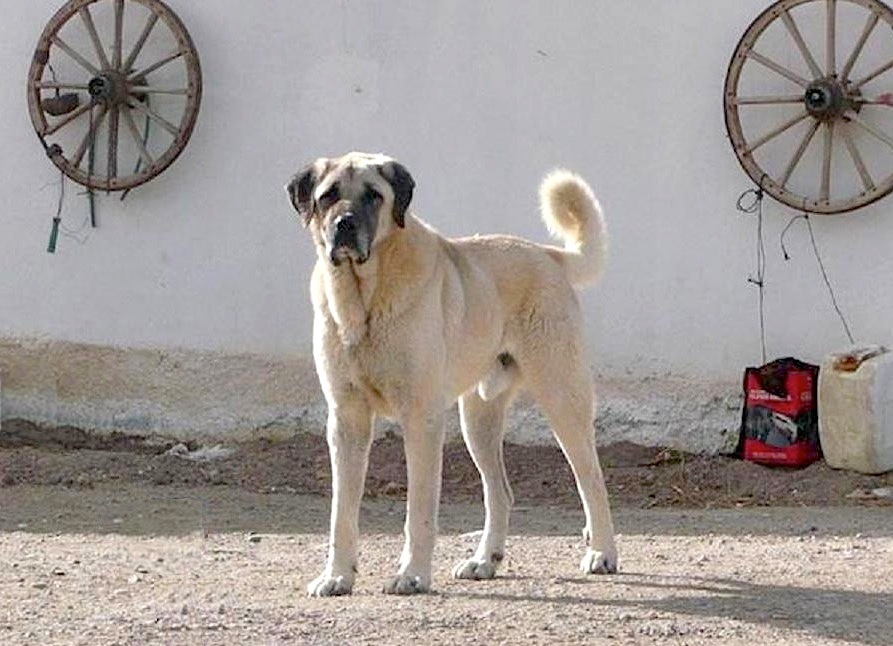 Tuzkoy Boz Shepherd Dog in Turkey