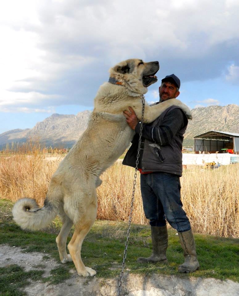 Karapinar Shepherd Dog in Turkey