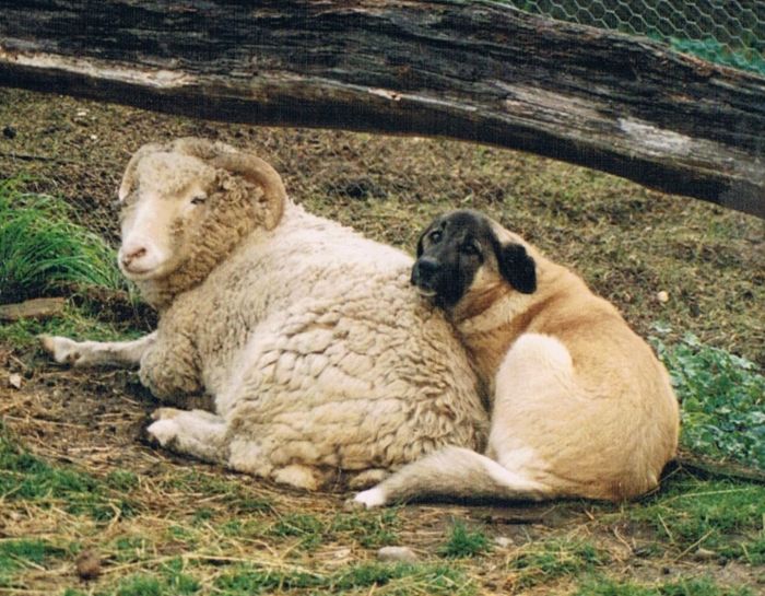 guard dog of sheep karabash livestock dog