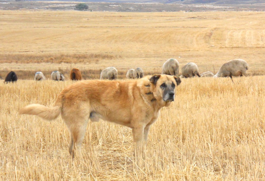 Yoruk Shepherd Dog in Turkey