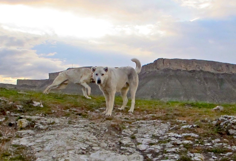 Akbash Shepherd Dog in Turkey