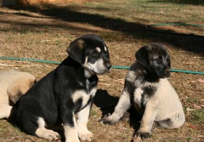 Kangal puppies