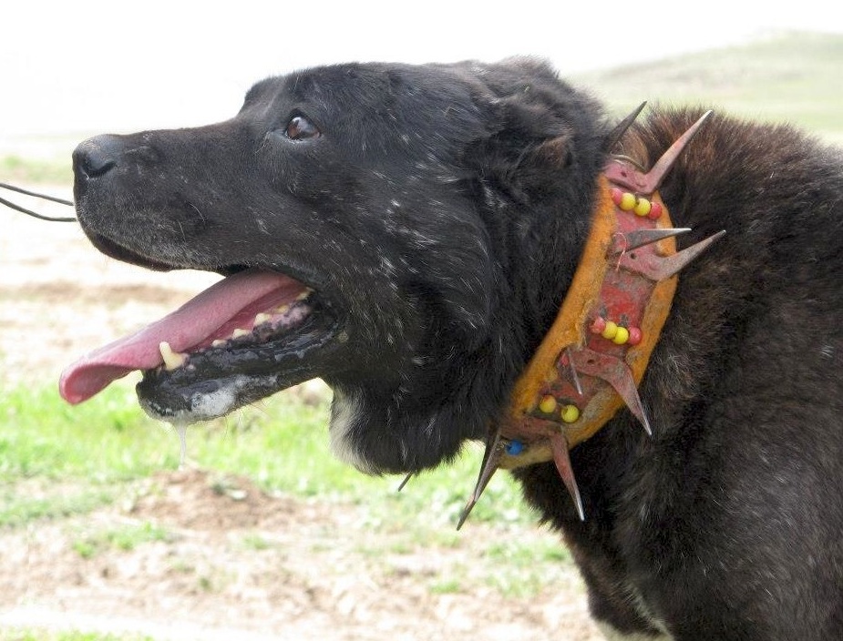 black kangal dog in Turkey