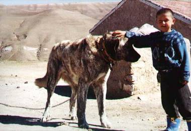 brindle Turkish Shepherd Dog Takas