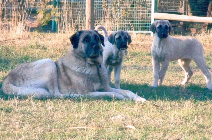 Kangal dog and puppies