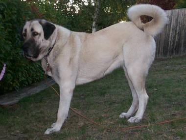 Kangal pet dog in Australia