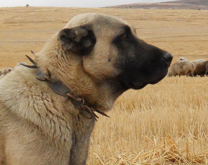 Beautiful Kangal Anatolian Shepherd Dog