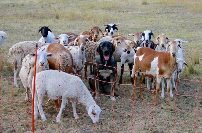 guard dog of goats black Anatolian Shepherd