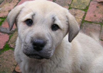 Kangal puppy Australia