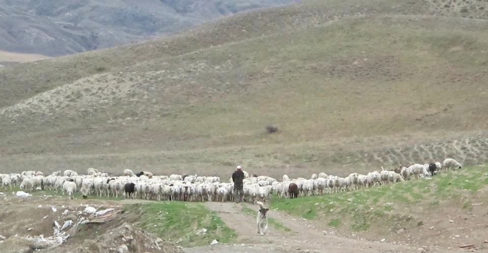 Brave Strong Kangal Dog