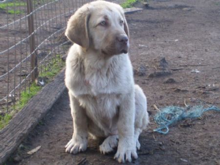 Kangal puppy