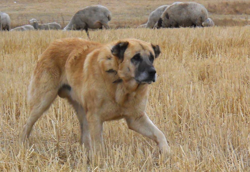 Turkish Shepherd Dog Yoruk with sheep in Turkey