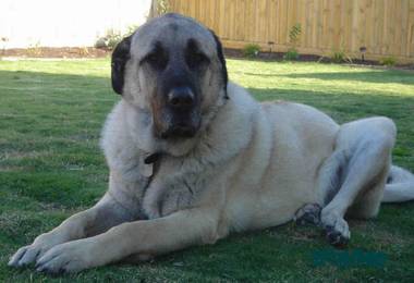 Anatolian Shepherd Dog male