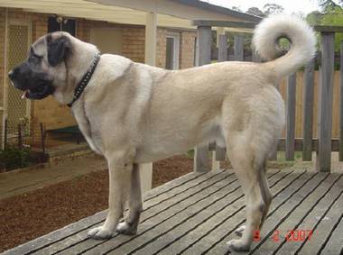 Anatolian Shepherd Dog in Australia pet