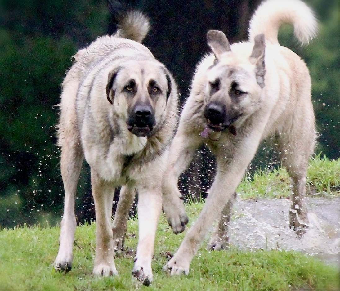 Anatolian Shepherd Dogs running wolf sable fawn black mask