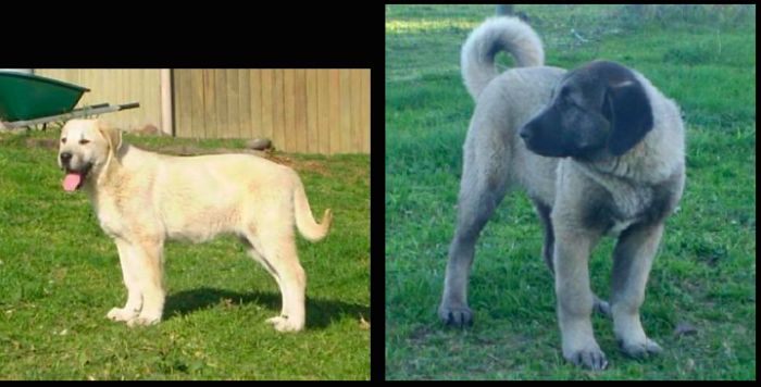 Kangal Vs Anatolian 