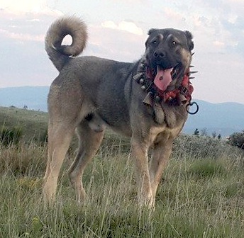 Kangal dog in Turkey