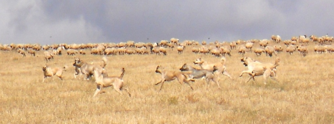 Anatolian Shepherd Dog running in Turkey