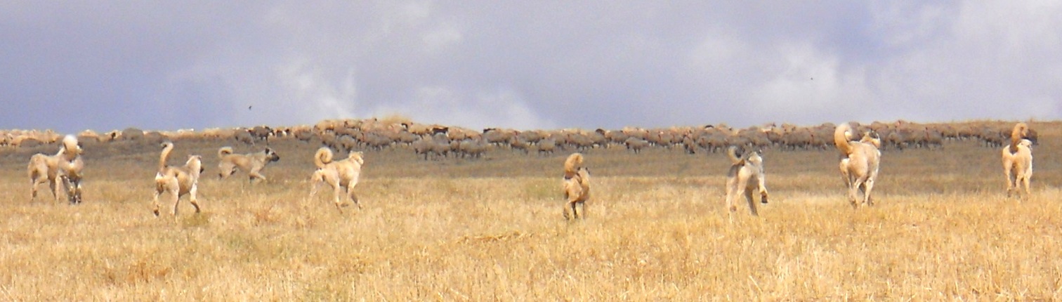 real kangal Anatolian Shepherd Dogs in Turkey