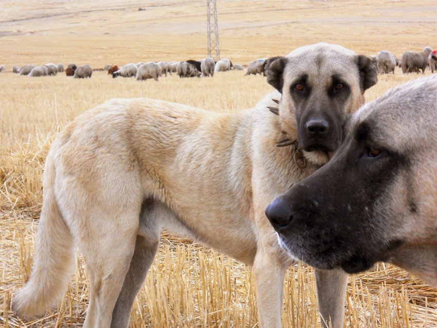Anatolian Shepherd Dog Kangal with sheep in Turkey