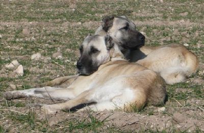 FCI Kangal in Turkey