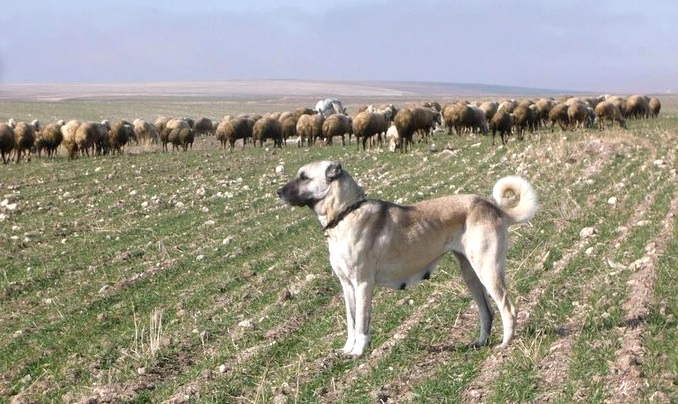Kangal Shepherd Dog standing with sheep in Turkey