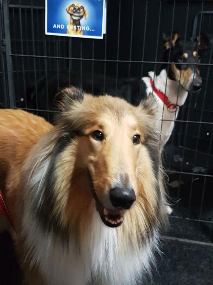 Victorian Collie Rescue