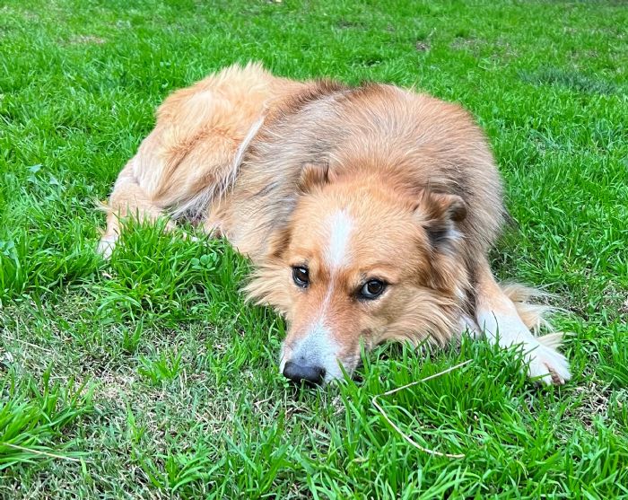 Victorian Collie Rescue