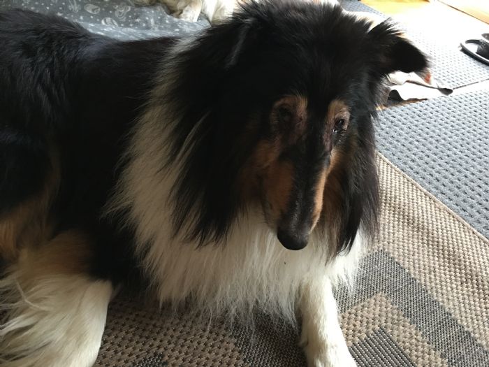 rough collie puppies for sale vic